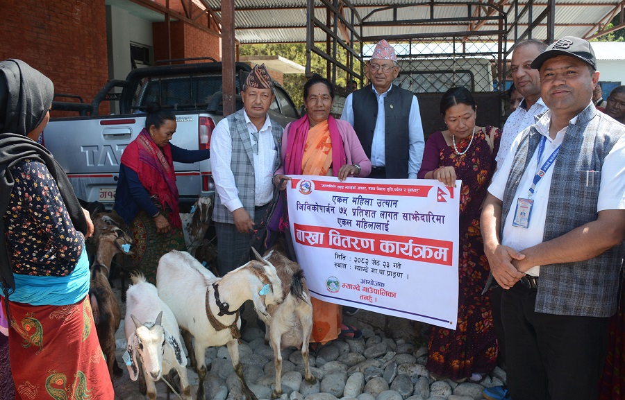 एकल महिलालाई ७५ प्रतिशत अनुदानमा बाख्रा