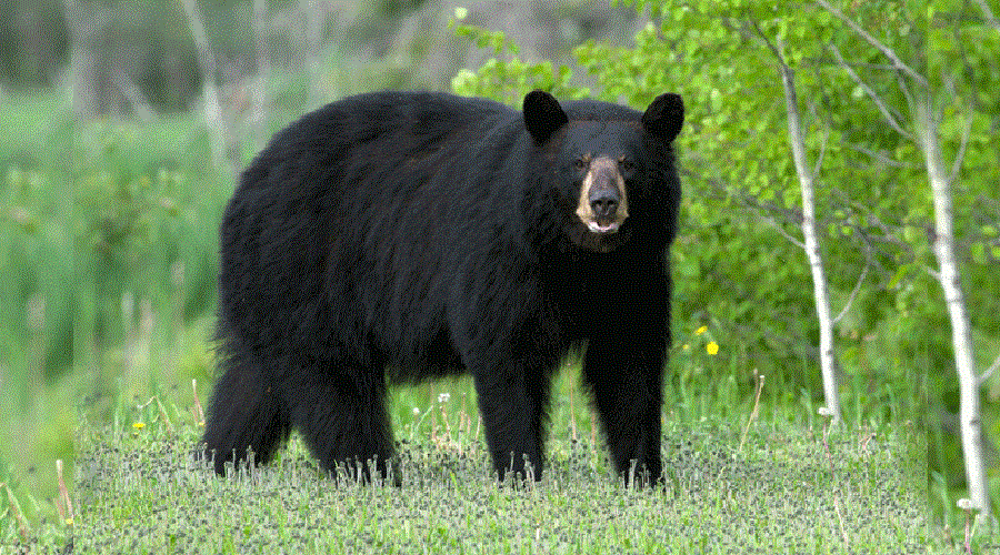 मुस्ताङको थासाङमा भालुको जोखिम    