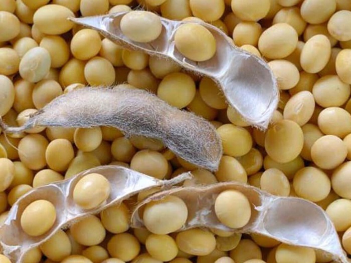 भटमास खेतीमा किसानको आकर्षण बढ्यो, वार्षिक तीन लाखसम्म आम्दानी