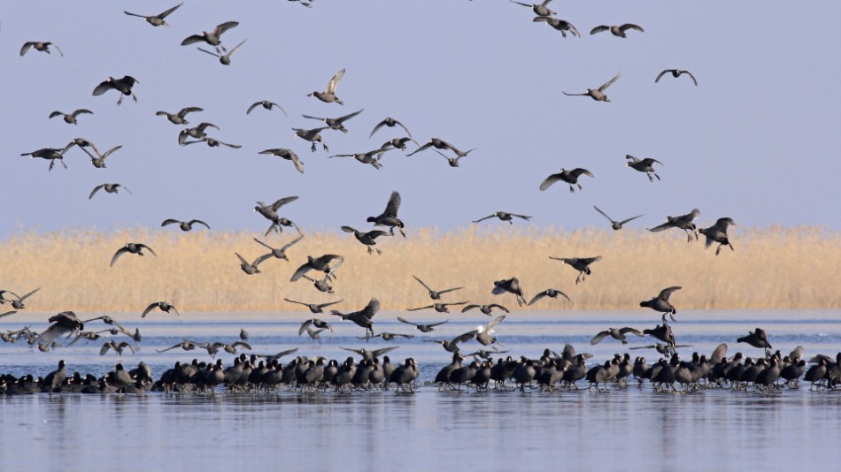 चितवनमा जलपक्षी गणना    