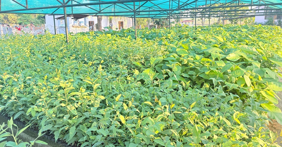 हरियाली बन्दै बाँके, बिरुवा वितरण र उत्पादनमा जोड   