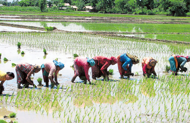 हालसम्म २७ प्रतिशत रोपाइँ  सम्पन्न 