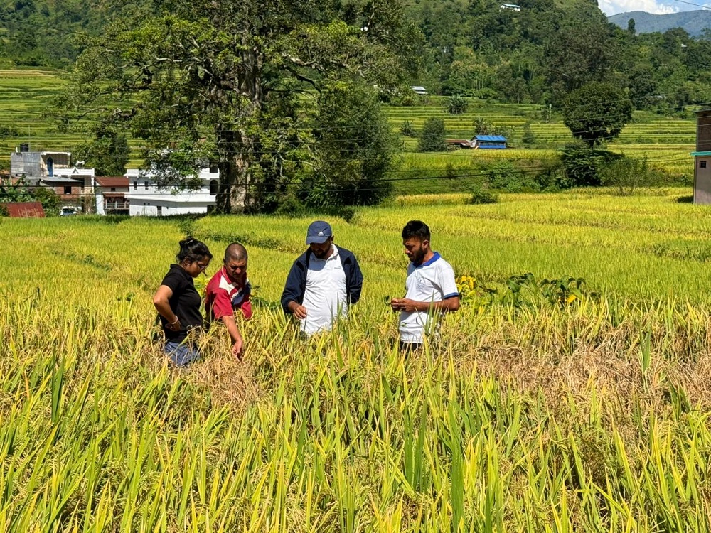 धानबालीमा फड्के कीराको सङ्क्रमण