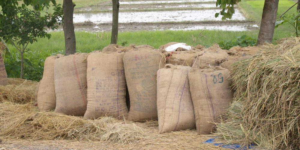 सरकारले निर्धारण गरेको समर्थन मूल्यभन्दा सस्तोमा धान बेच्दै किसान
