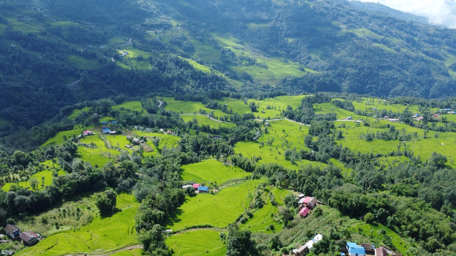 भोजपुरमा ९६ प्रतिशत रोपाइँ सम्पन्न   