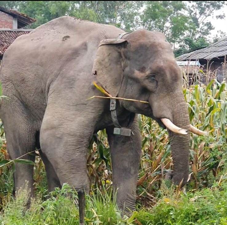 उपचार गरेर बचाइएको हात्तीले नै आतंक मच्चाउन थालेपछि रौतहटबासी त्रसित