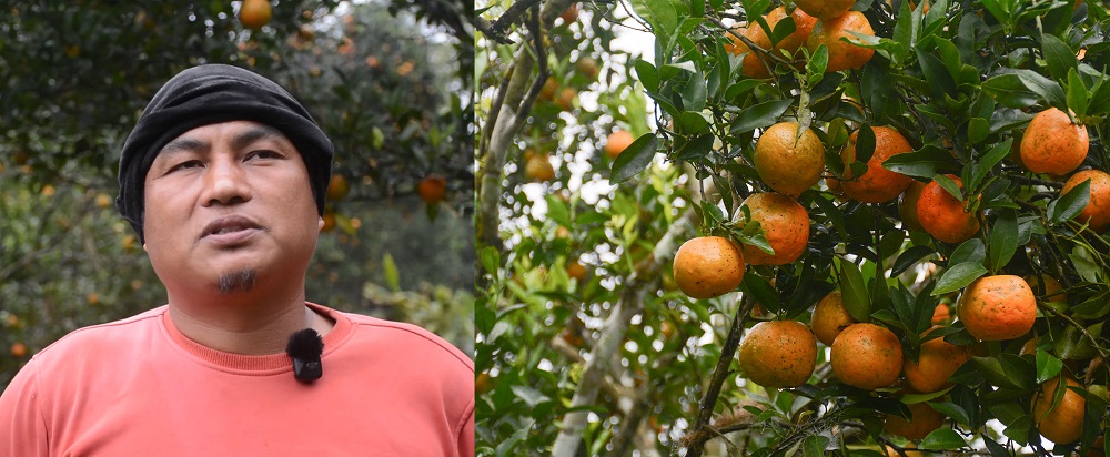 भिरालो जग्गामा सुन्तलाखेती, वार्षिक १६ लाख आम्दानी   