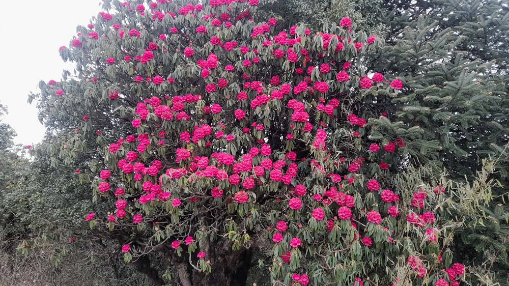 पर्वतको हम्पाल र कोखेडाँडामा पर्यटकको आकर्षण बढ्यो   