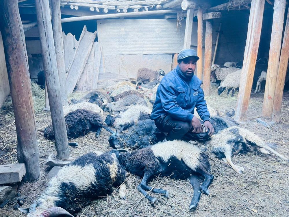 मुस्ताङमा हिउँ चितुवाको आक्रमणबाट १९ वटा भेडा मरे       