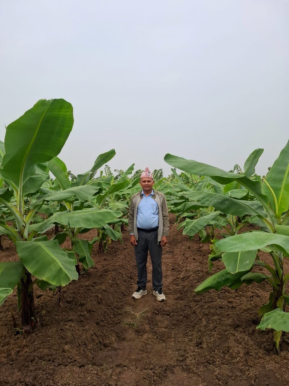 शिक्षणसँगै व्यावसायिक केराखेती        