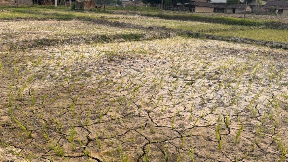पानी नपर्दा सुक्न थाल्यो धान, चिन्तामा किसान        