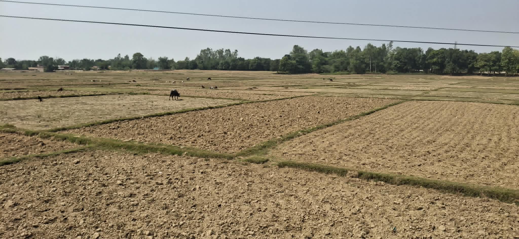बाँकेमा खेतका फाँट धुलाम्मे   