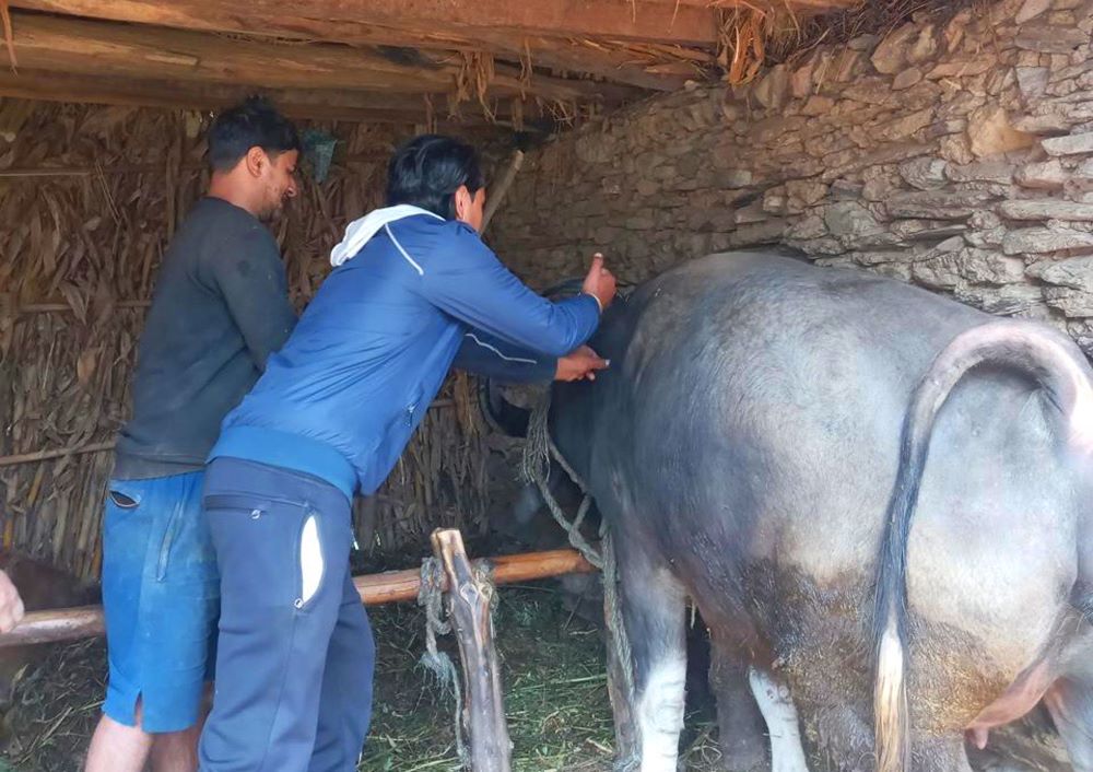 बागलुङमा एक लाख ९३ हजार पशुचौपायालाई खोप        
