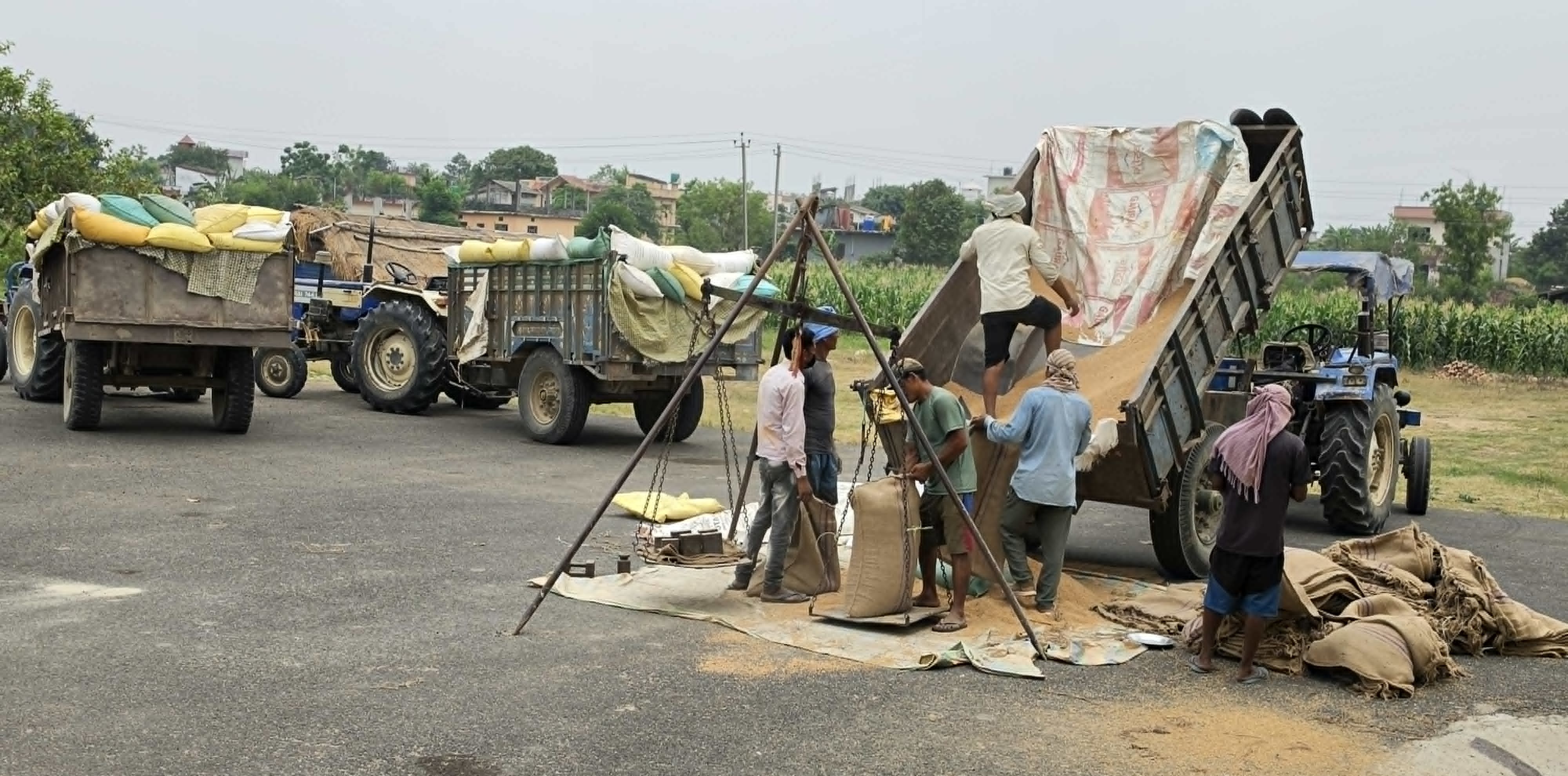समर्थन मूल्यभन्दा बढीमा गहुँ बेच्न पाउँदा किसान खुसी    