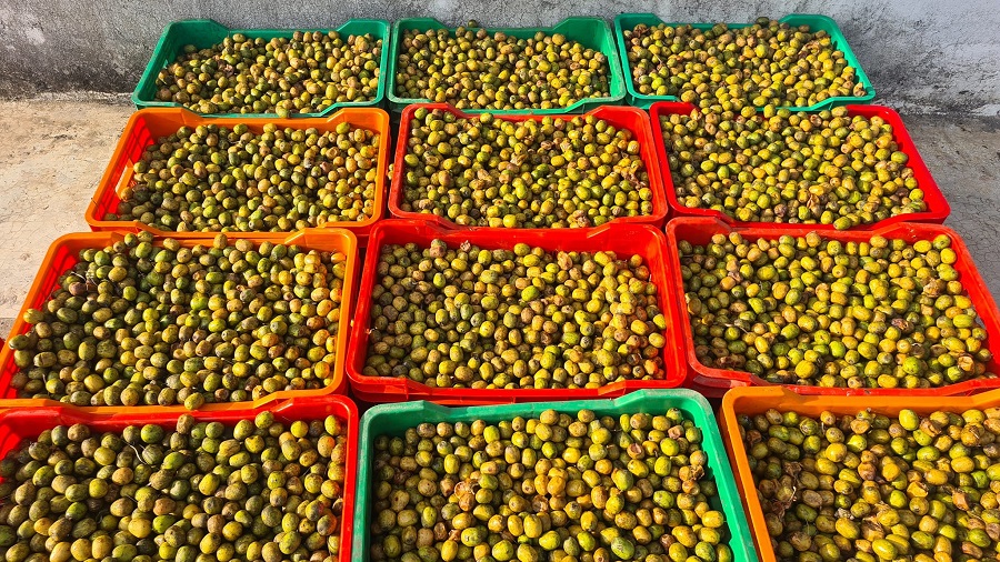 पर्वतमा व्यवसायीलाई लप्सीका परिकार बनाउन भ्याइनभ्याइ   