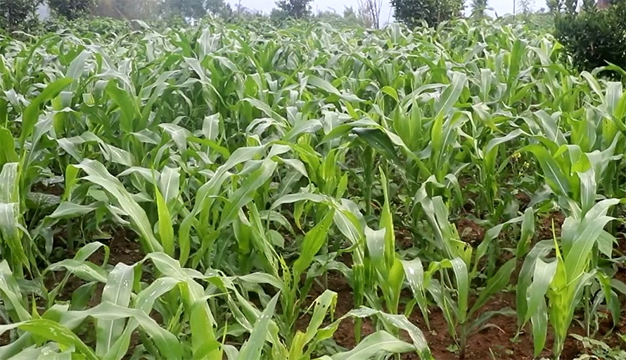 धानमा गवाँरोे र मकैमा फौजीकीराको प्रकोप