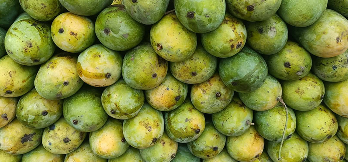 malda-mango-1783249120.jpg