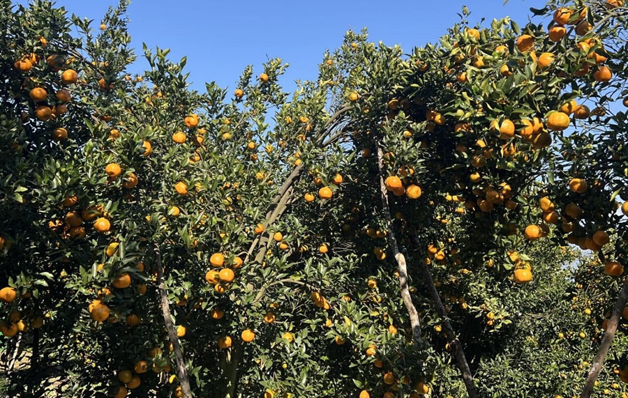 गोरखामा सुन्तला उत्पादन १५ प्रतिशत बढ्यो   