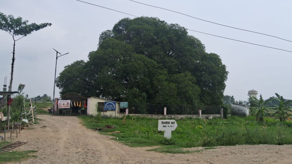 अलौकिक पाकडी वृक्ष : जहाँ पुग्दा शान्ति मिल्छ        