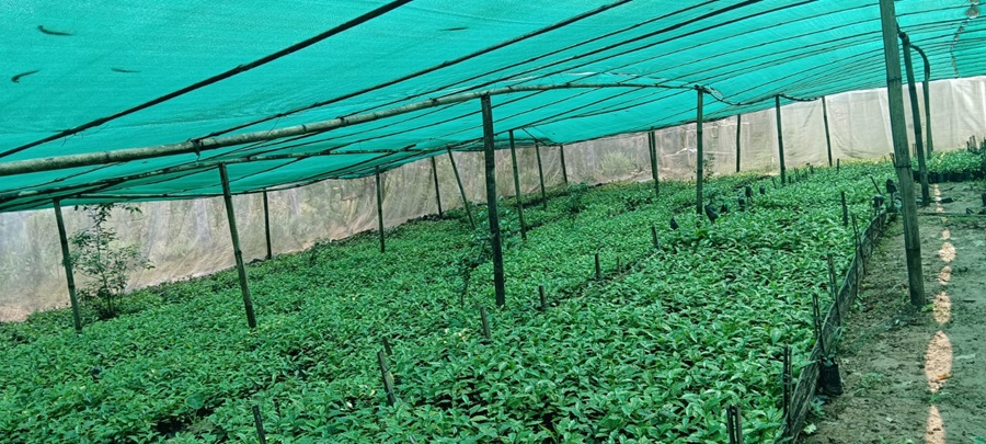 षडानन्दमा ‘गरिबी निवारणका लागि प्राङ्गारिक कफीखेती कार्यक्रम’   