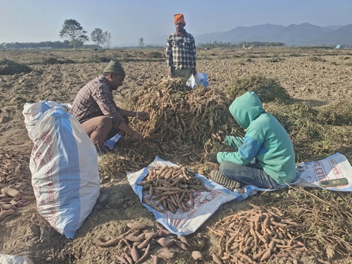 किसानलाई सखरखण्ड खन्नेदेखि बिक्रीका लागि भ्याइ नभ्याइ   