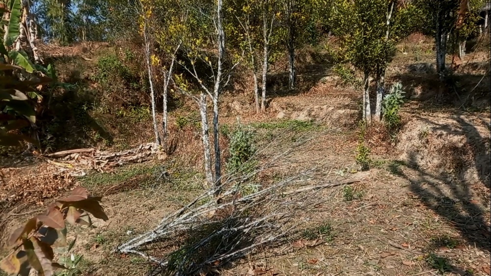 सुन्तलाका बोट सुक्दै गएपछि भोजपुरका किसान समस्यामा   