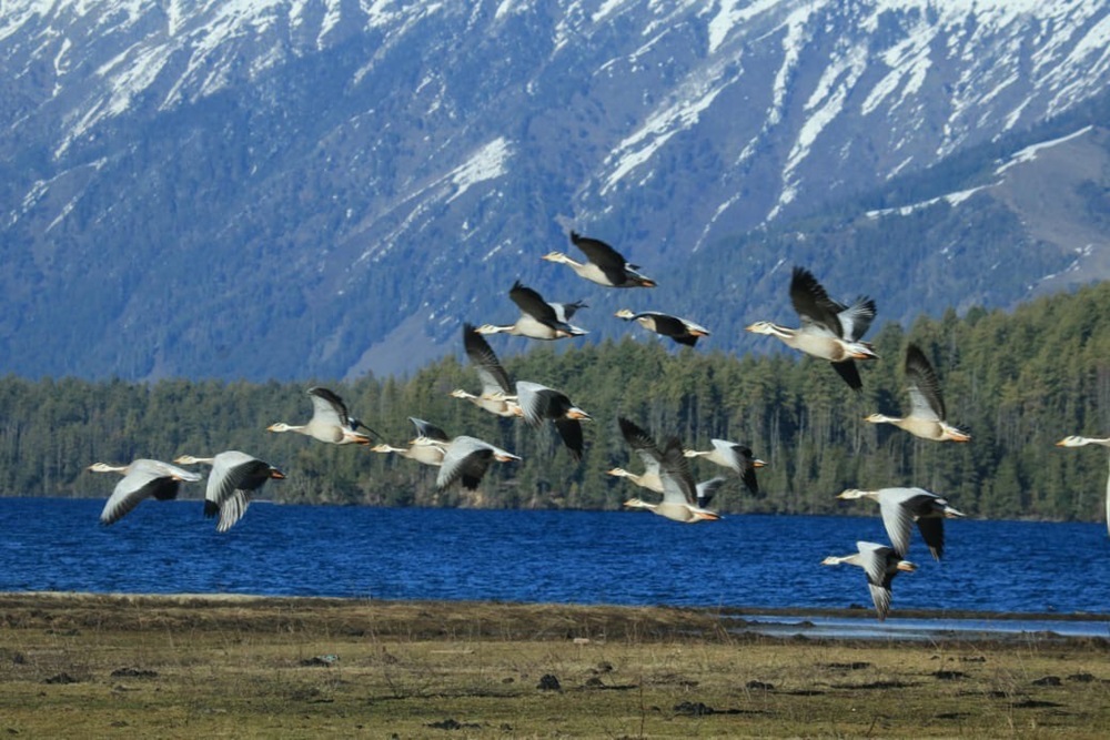 बढ्दो अतिक्रमण र प्रदूषणले सङ्कटमा सिमसार   