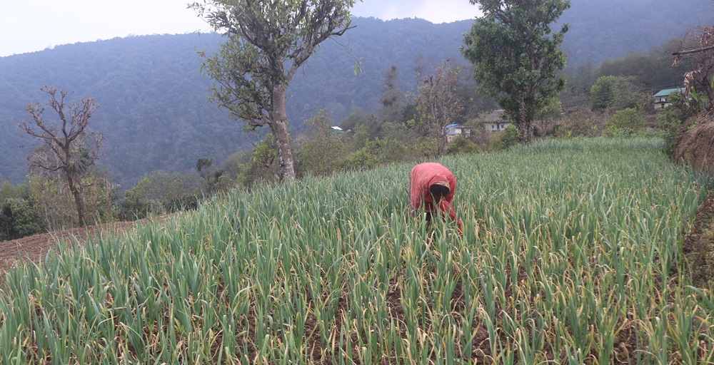सडक पहुँचसँगै लसुनखेतीमा आकर्षित   