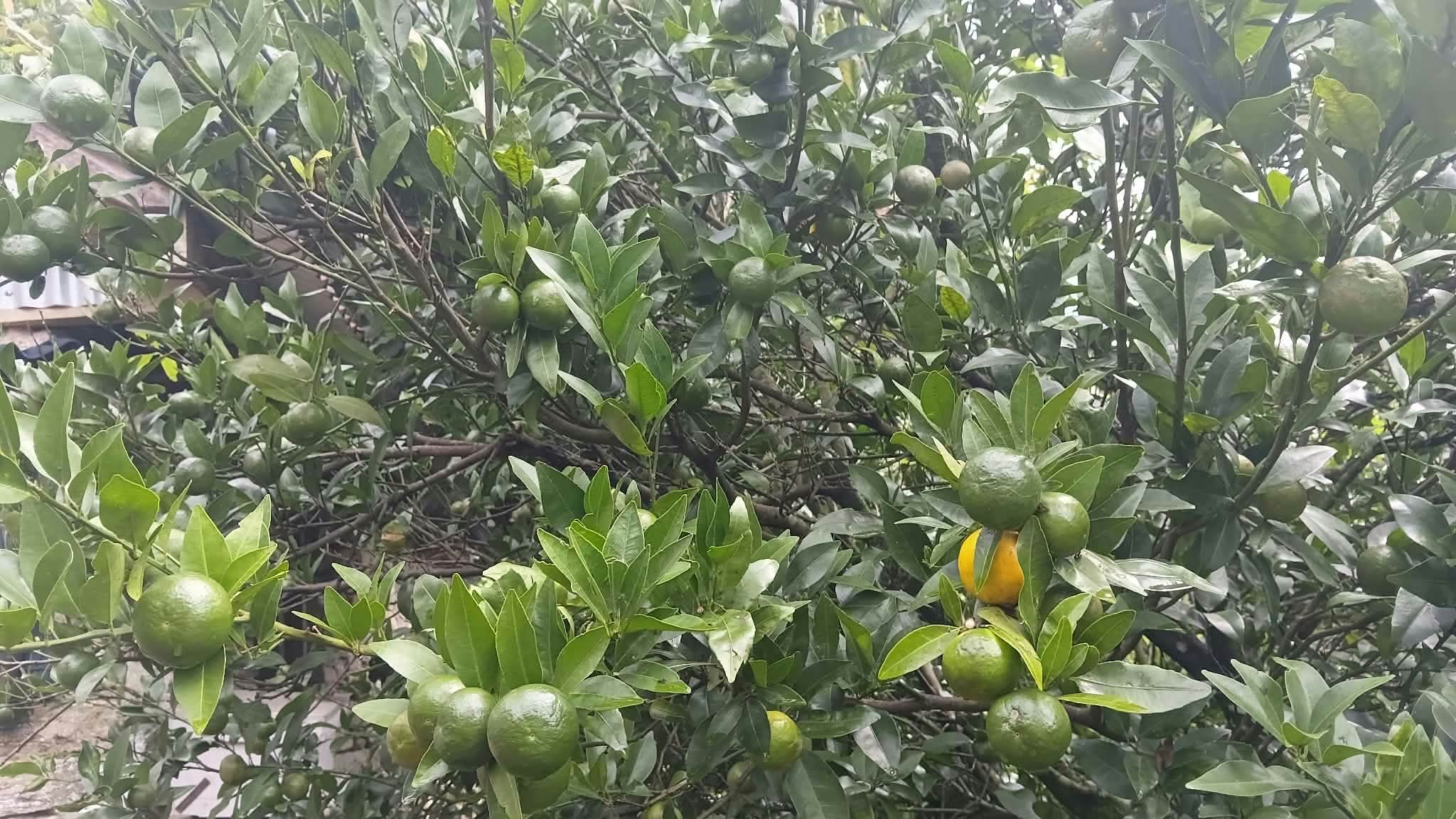 सुन्तलामा रोग लागेपछि किसान चिन्तामा   