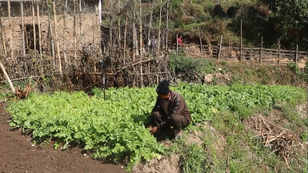 सिँचाइका लागि पोखरी निर्माण भएपछि किसान व्यावसायिक तरकारीखेतीतर्फ आकर्षित   