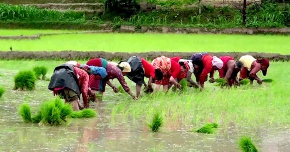 असार सकिन लाग्दा पनि कर्णालीमा ६० प्रतिशतमात्र रोपाइँ   