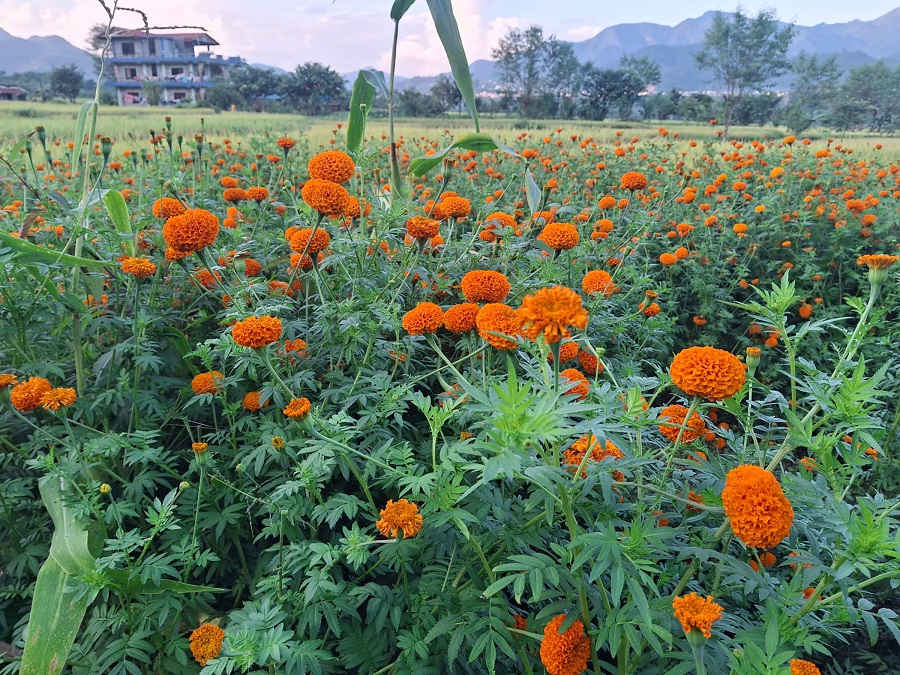 दुई रोपनी क्षेत्रफलमा सयपत्री ढकमक्क, बजार खोज्दै किसान   