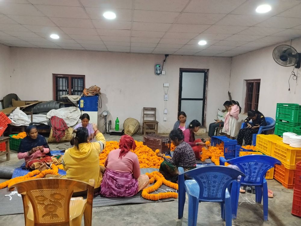 तिहारमा १० लाखको सयपत्री फूल बिक्री गर्ने आँधीमूलका महिलाको लक्ष्य