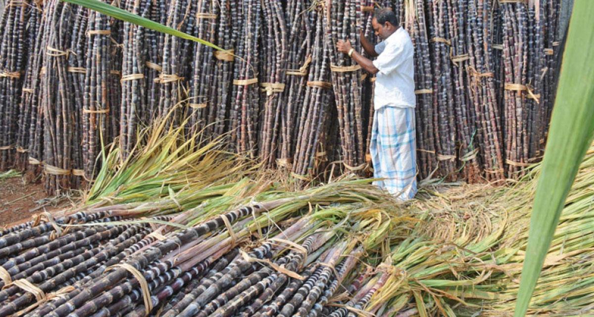 उखु किसानले अनुदान रकम प्राप्त गर्न थाले