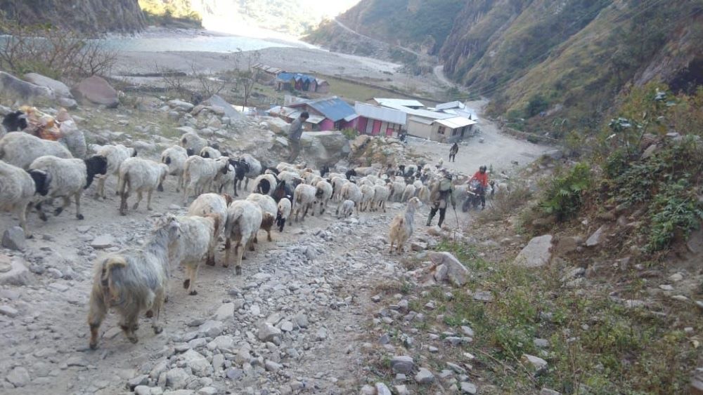 उधौली लागेसँगै भेँडाबाख्रा लिएर उधो झरे गोठाला        