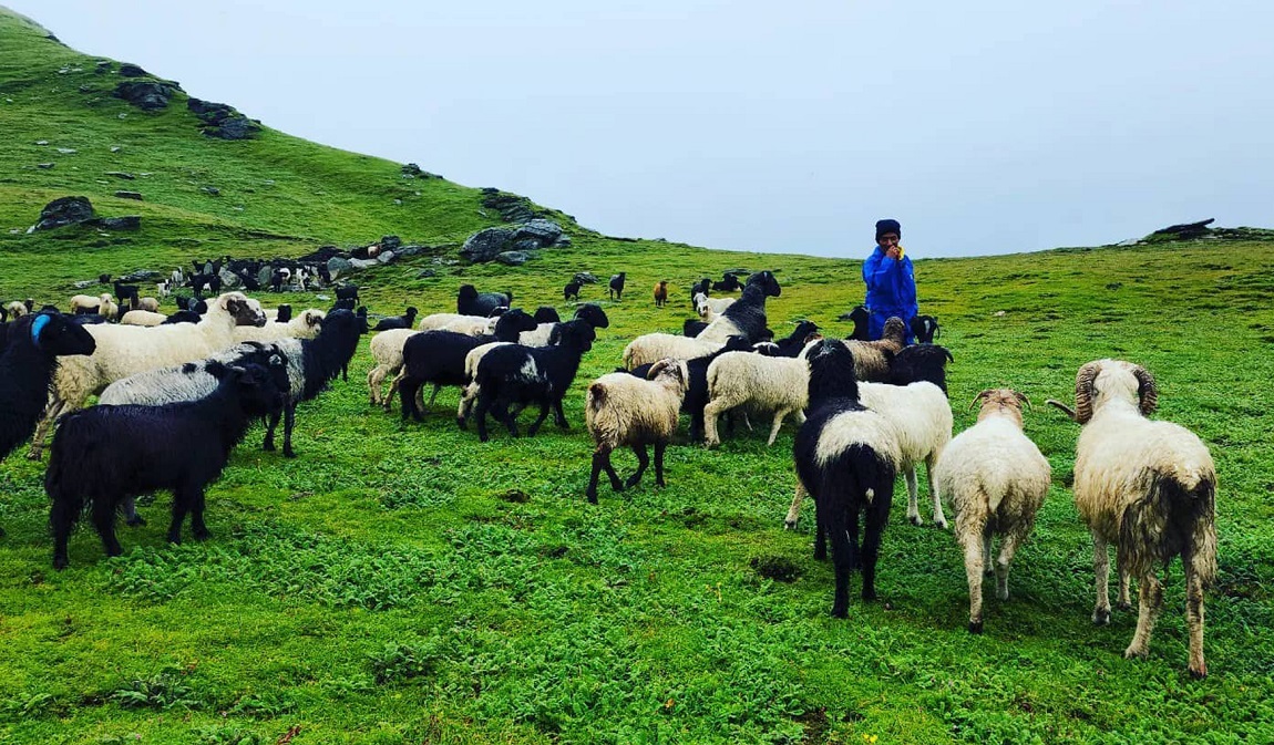 जुम्लामा भेडापालक किसानलाई गोठालो भत्ता
