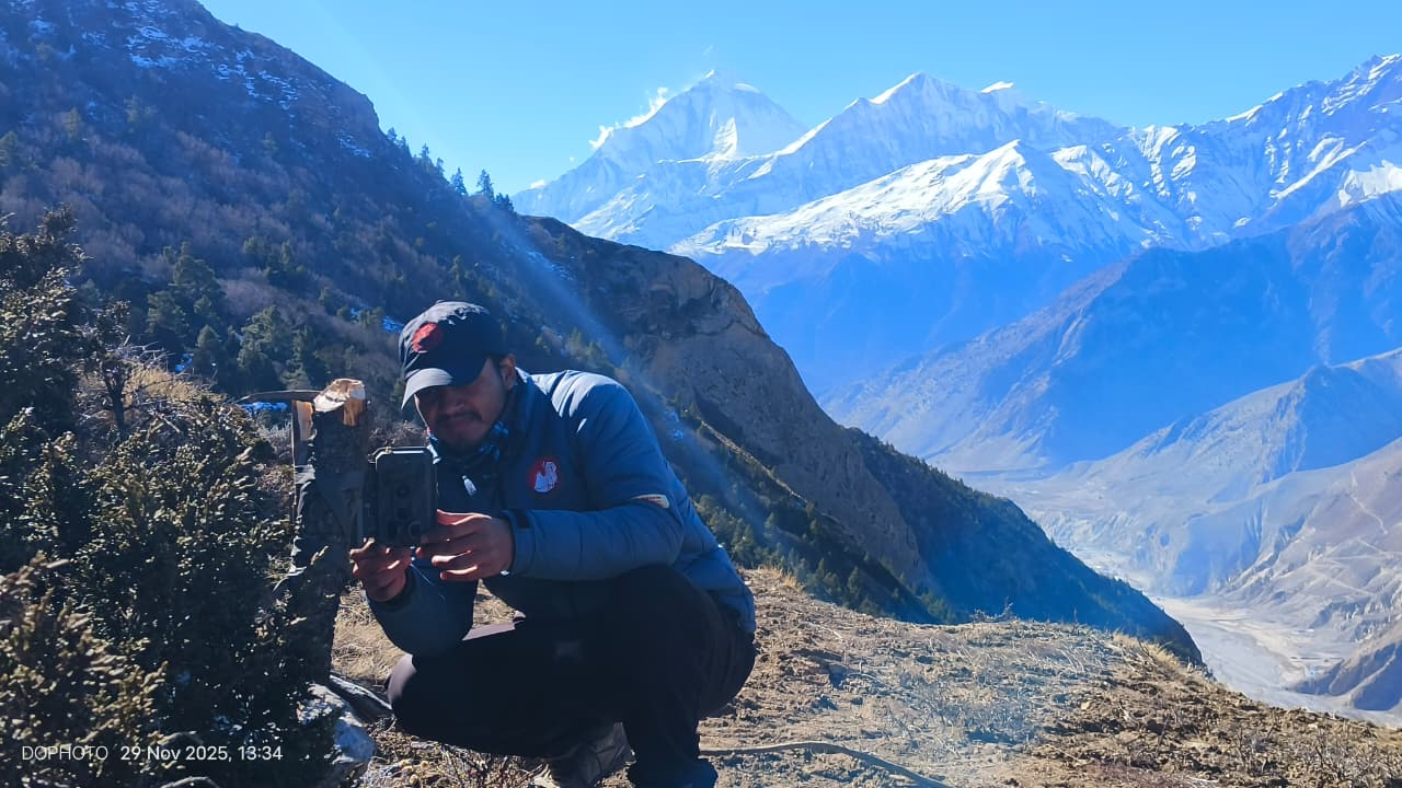मुस्ताङमा हिउँ चितुवा अध्ययन गर्न ‘क्यामेरा ट्यापिङ’ गरिँदै    